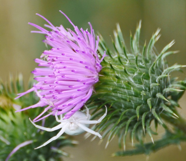 crabspider_thistle