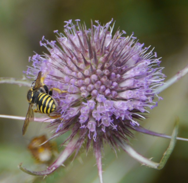 wasp_teazel_1