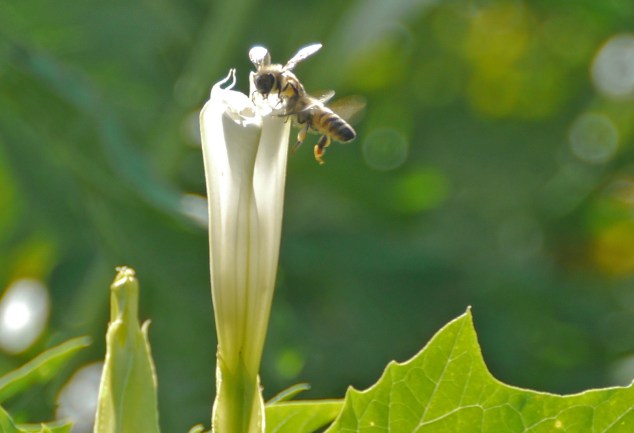 bee_datura_11