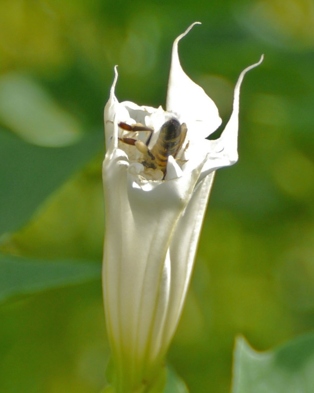 bee_datura_6