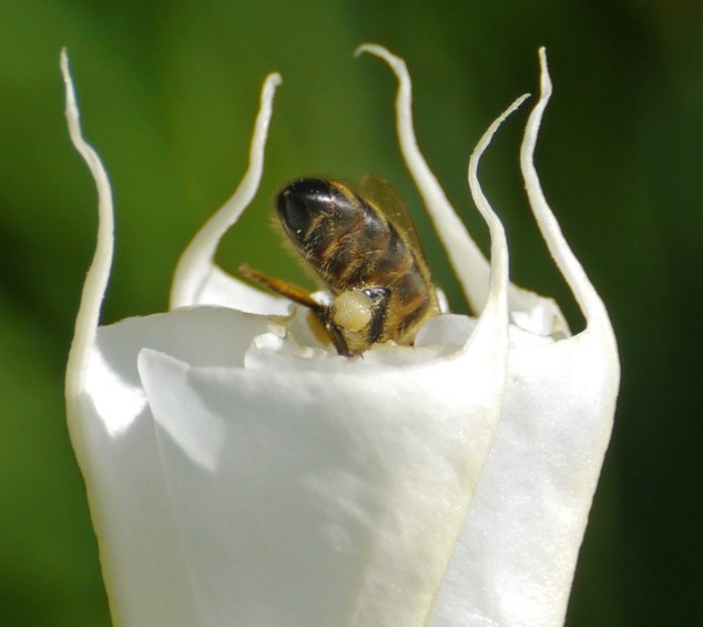 bee_datura_8