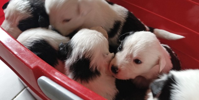 puppies_3